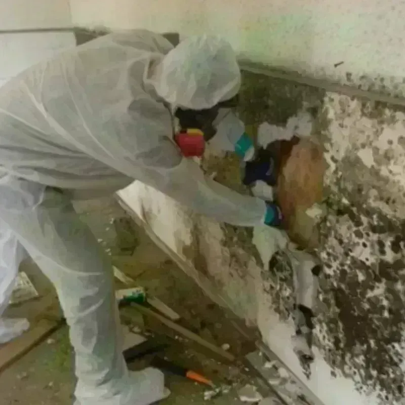 Mold Remediation and Removal in Pine Island, TX